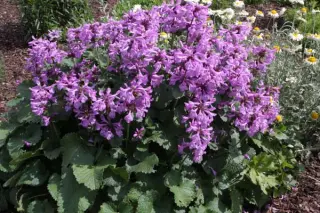 Stachys abchasica ex JJH960891