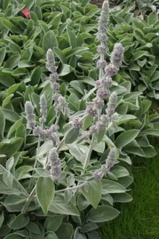 Stachys byzantina 'Cotton Boll'