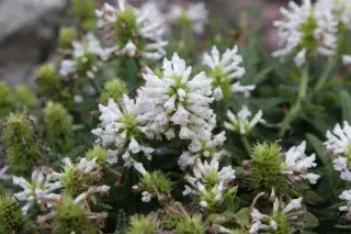 Stachys discolor (S. nivea)