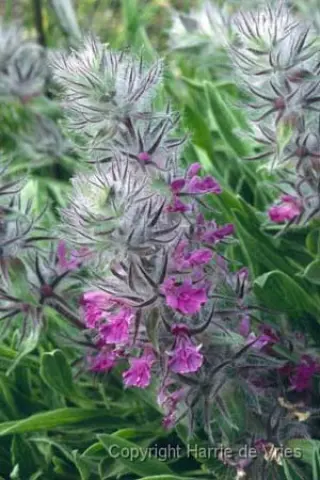 Stachys lavandulifolia