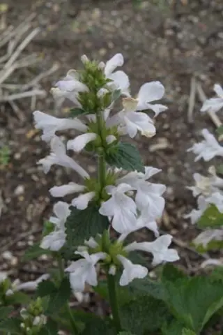 Stachys macrantha 'Morning Blush'