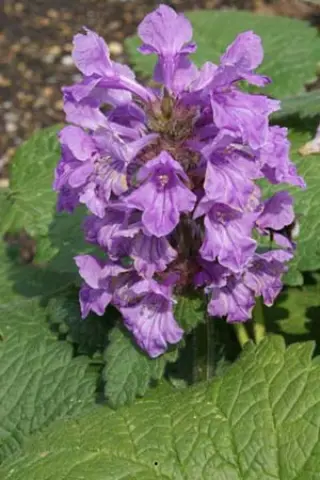 Stachys macrantha 'Rosea Compacta'