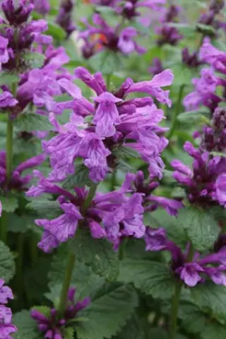 Stachys macrantha 'Violacea'