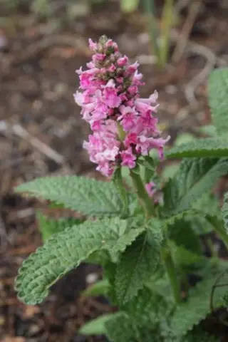 Stachys officinalis 'Donkerroze'