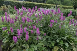Stachys officinalis 'Hummelo'