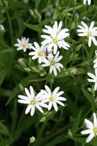 Stellaria holostea