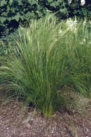 Stipa tenuissima