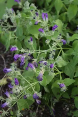 Strobilanthes attenuatus 'Blue Carpet'