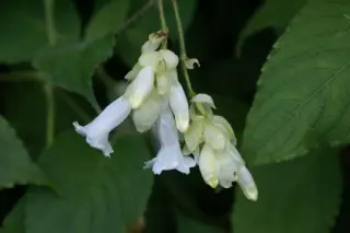 Strobilanthes nutans