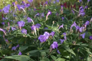 Strobilanthes penstemonoides (foutief rankanensis)
