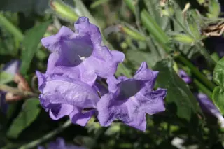 Strobilanthes wallichii (urticifolius)