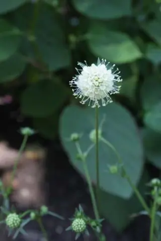 Succisa pratensis 'Buttermilk'