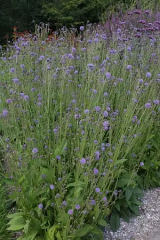 Succisa pratensis