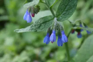 Symphytum azureum