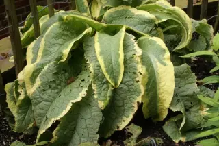 Symphytum 'Goldsmith'