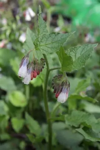 Symphytum grandiflorum 'Wisley Blue'