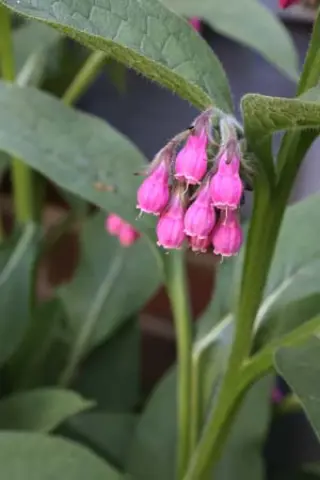 Symphytum 'Romanian Red'