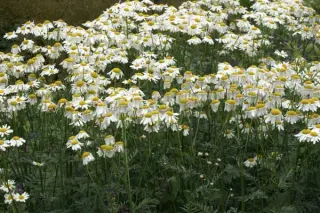 Tanacetum corymbosum 'Festtafel'