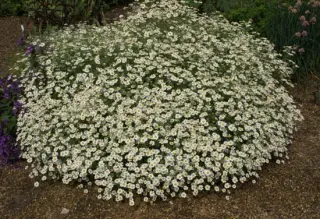Tanacetum niveum