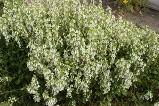 Teucrium chamaedrys 'Album'