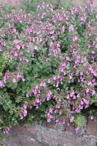 Teucrium chamaedrys (type Sündermann)