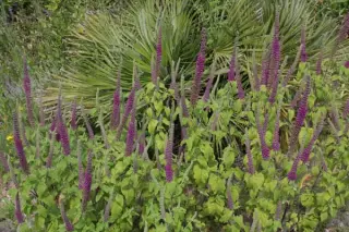 Teucrium hircanicum