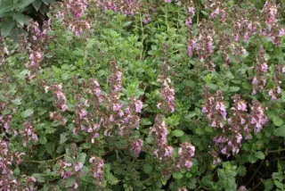 Teucrium x lucidrys 'Pain De Sucre'