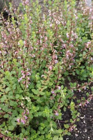 Teucrium lucidum