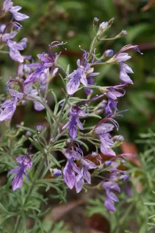 Teucrium orientale