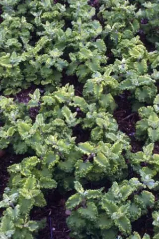 Teucrium scorodonia 'Crispum Marginatum'