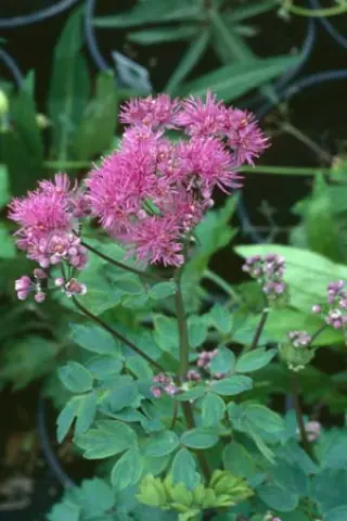 Thalictrum aquilegifolium 'Thundercloud' (Echt)