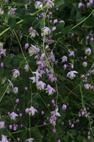 Thalictrum delavayi var. acuminatum BWJ7971
