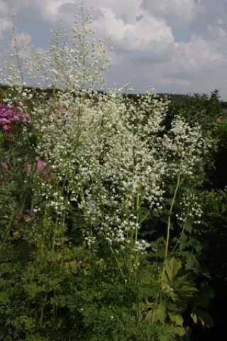 Thalictrum delavayi 'Album'