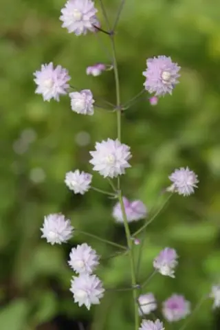 Thalictrum delavayi 'Hewitt's Double'