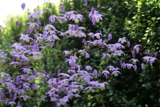 Thalictrum delavayi 'Hinckleyi'