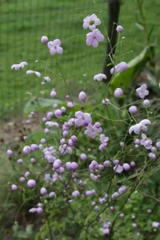 Thalictrum delavayi 'Splendide'