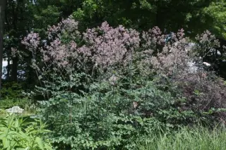 Thalictrum 'Elin'