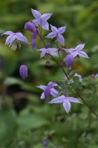 Thalictrum finetii