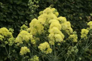 Thalictrum flavum 'Illuminator' ('Gold Lace')