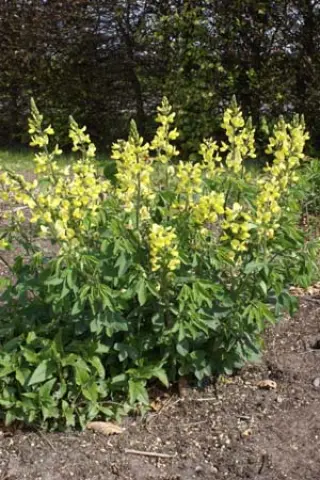 Thermopsis chinensis (Sunrise)