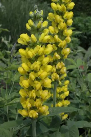 Thermopsis villosa (syn.caroliniana)