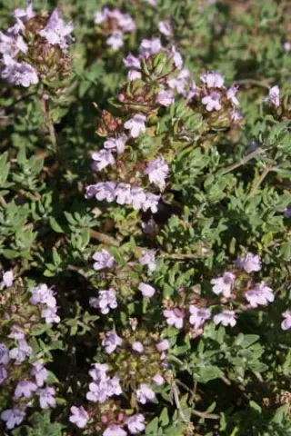 Thymus camphoratus