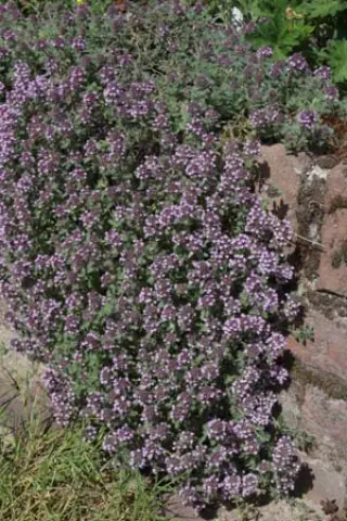 Thymus ciliatus