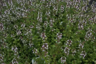 Thymus citriodorus 'Lemon Supreme'
