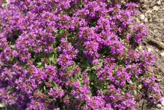 Thymus 'Creeping Red'