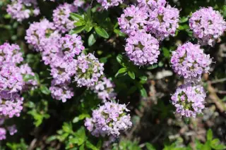 Thymus longicaulis 'Odoratus'