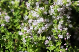 Thymus 'Pinewood' (Syn. T. Thracicus)