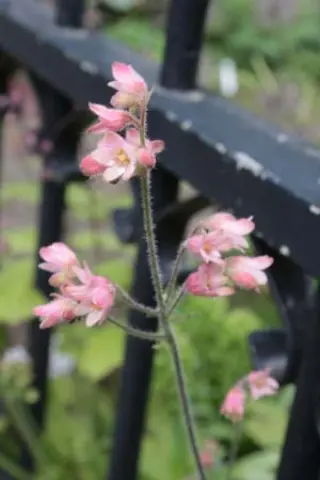 Tiarella polyphylla (W/O-9029)