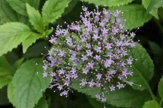 Trachelium caeruleum 'Hamers Pandora'