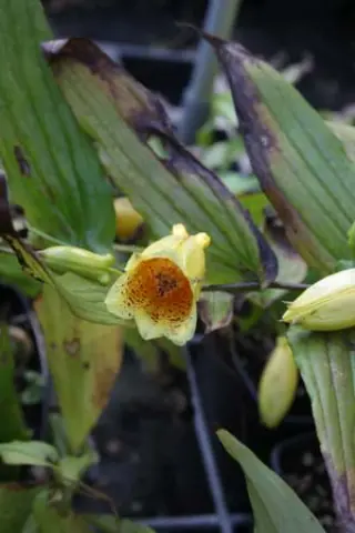 Tricyrtis ishiiana surugensis
